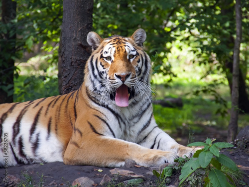 Board z aluminiowym obramowaniem Tygrys syberyjski lub amur (panthera tigris altaica)