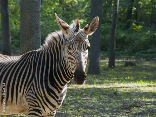 Board z aluminiowym obramowaniem Zebra górska hartmanna (equus zebra hartmannae)