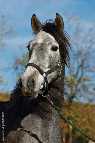 Naklejka na meble Cartujanohengstportrait am Halfter