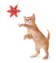 Cute Orange Kitten Playing With A Christmas Ornament On White