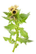 Medicinal plant: Black henbane