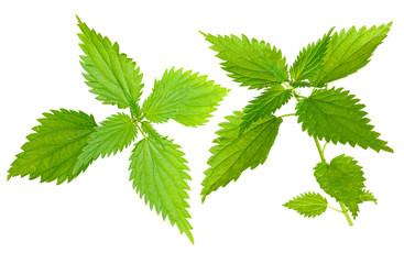 Wall Mural - Medicinal plant. Nettle (Urtica dioica L)