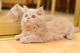 Fototapeta Koty - fluffy Persian kitten