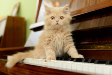 Cat And Piano