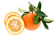 Daidai, Asian variety of bitter orange