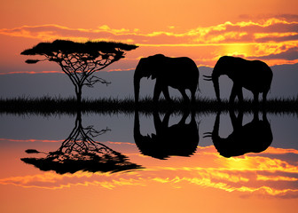 Poster - elephants at sunset