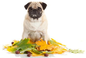 Canvas Print - Pug Dog isolated on white background with autumn leaves