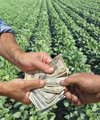 Agriculture concept farmer hands and dollar banknote, soy field