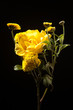 © gregory87 - flowers, autumn