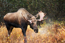 Moose Bull Blowing Some Steam, Male, Alaska, USA
