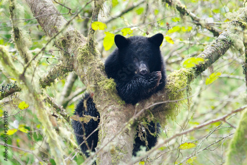 Board z aluminiowym obramowaniem Czarny niedźwiedź matka cub w drzewo, kolumbia brytyjska, Kanada