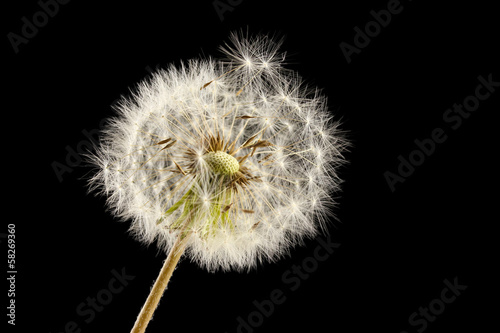 Board z aluminiowym obramowaniem Piękny dandelion z nasion na czarnym tle