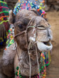 Headshot of a Camel in the Indian Desert