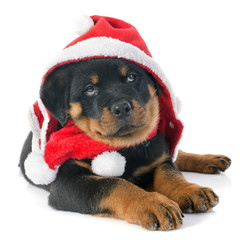 Canvas Print - christmas rottweiler