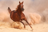Fototapeta  - Purebred arabian horse running in desert