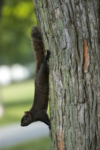 Squirrel Climbing Down A Tree At A Park