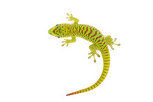 Madagascar Day Gecko On White Background.