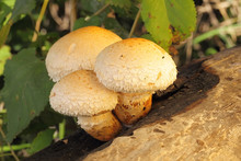 Yellow Mushrooms Pholiota Destruens