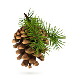 Fototapeta  - Pine cone with branch