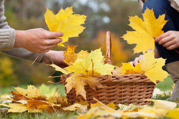 Poster - Colorful leaves