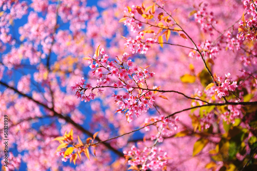 Tapeta ścienna Pełny kwiat różowy sakura kwiaty wiśni w sezonie wiosennym