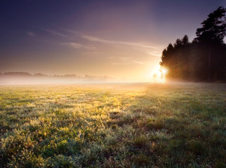 Poster - morning meadow landscape