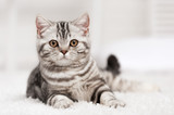 Fototapeta Koty - Cat on the carpet