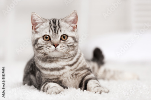  Plakat koty   na-bezowym-miekkim-dywanie-koty-na-portrecie