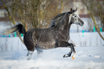 Wall Mural - Arabian horse gallops in winter