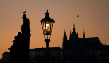 Seagull And Silhouette Prague