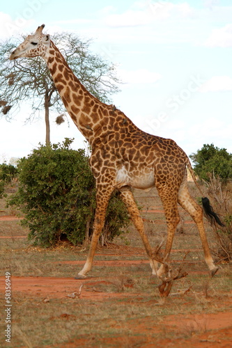 Tapeta ścienna Giraffa