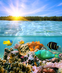 Sticker - Sunset and colorful underwater marine life