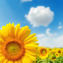 Sunflower Closeup On Field And Blue Sky