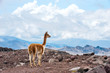Vicuna (Vicugna vicugna) or vicugna is wild South American camel