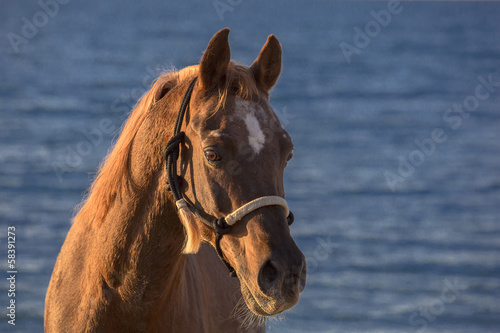 Naklejka - mata magnetyczna na lodówkę red horse