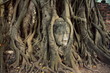 Buddha head incorporated into tree roots