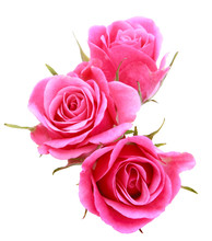 Pink Rose Flower Bouquet Isolated On White Background Cutout