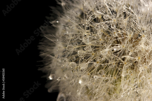 Board z aluminiowym obramowaniem Piękny dandelion z nasion na czarnym tle