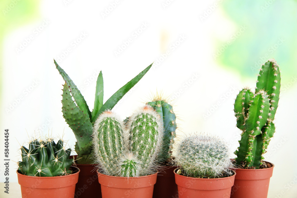 Collection of cactuses on wooden table