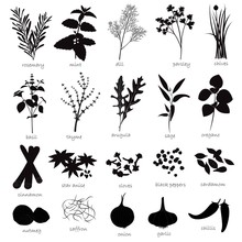 Vector Set Of Herbs And Spices