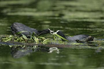 Canvas Print - Coot, Fulica atra