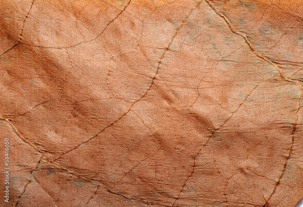 Tobacco leaf texture Stock Photo