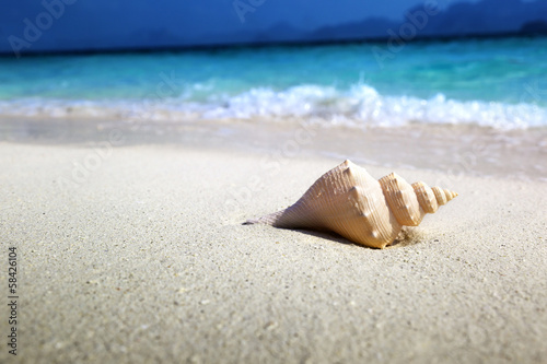 Board z aluminiowym obramowaniem Muszla na plaży (płytkie dof)
