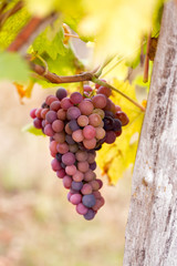 grapes hang from a vine