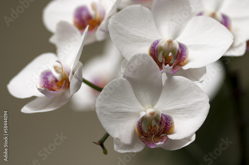 Board z aluminiowym obramowaniem Orchidea