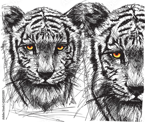 Obraz w ramie Szkic głowy tygrysa