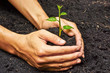 two hands holding, growing and caring a young green plant
