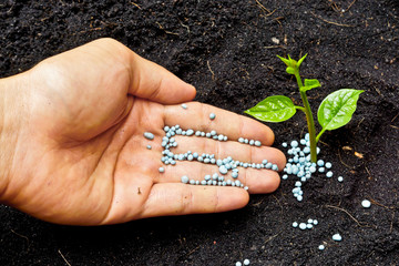 a hand giving fertilizer to a young plant