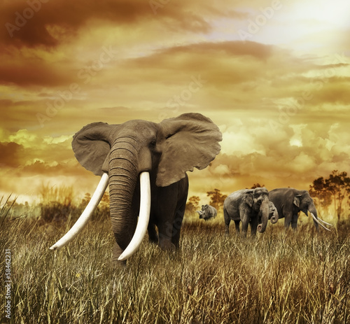elephants-at-sunset