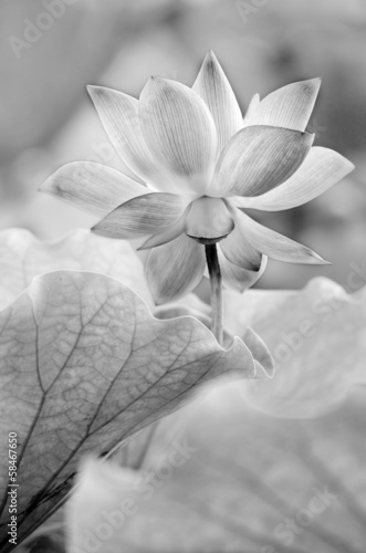 Naklejka dekoracyjna black and white lotus